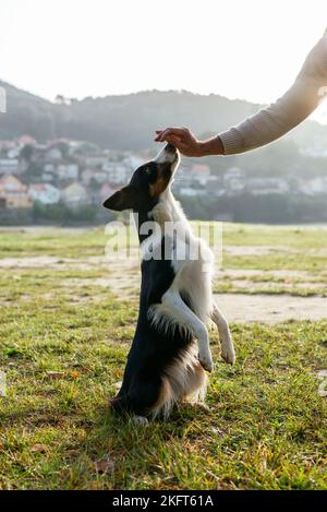 Border Collie in piedi sulle zampe posteriori e prendere cura da mano di anonimo proprietario su prato erboso in sole Foto Stock