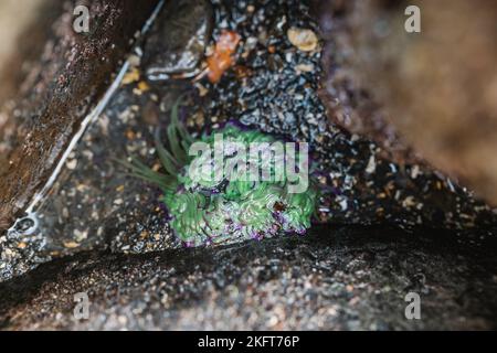 Dall'alto anemone testurizzato di colore verde e viola che cresce su roccia umida in acqua di mare Foto Stock