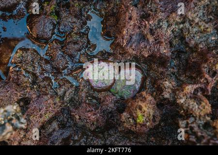 Dall'alto anemone testurizzato di colore verde e viola che cresce su roccia umida in acqua di mare Foto Stock