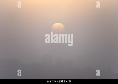 Splendida vista della luna piena sul cielo grigio scuro e nebbia circondato da una silhouette di tress di notte Foto Stock