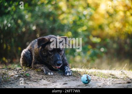 Grande cane nero seduto a terra nel parco autunnale mentre riposa dopo aver giocato con una piccola palla blu Foto Stock