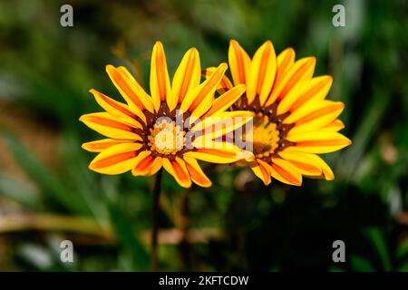 Vista dall'alto di due vivaci fiori gialli e arancioni di gazania e foglie verdi sfocate a fuoco morbido, in un giardino in una giornata di sole estate, bella all'aperto f Foto Stock