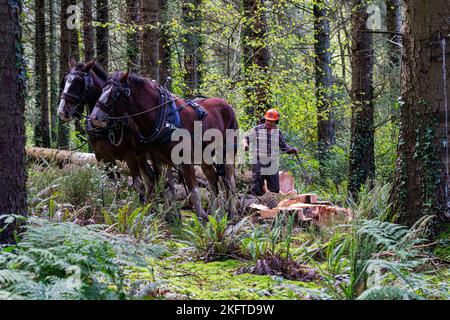 Due, cavalli di lavoro, pesanti in una piantagione forestale di pino in attesa di rimuovere un tronco di albero. Il proprietario garantisce che tutto sia al sicuro. Foto Stock