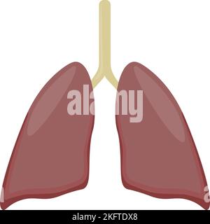 polmoni sani di medicina d'organo Foto Stock