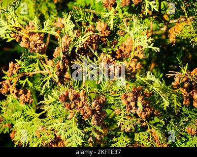 Particolare piccoli coni marroni sui rami verdi thuja Foto Stock