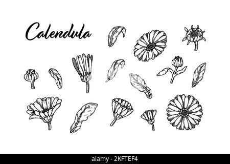 Set di fiori di calendula disegnati a mano. Illustrazione vettoriale nello schema di schizzo. Elementi di progettazione botanica dettagliati realistici Illustrazione Vettoriale