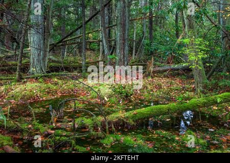 Una rara torbiera di cedro bianco atlabico si trova nella Dryder Kyser Naryral Area all'High Point state Park, nel New Jersey, ad un'evelazione di 1.500 piedi, l'Hig Foto Stock