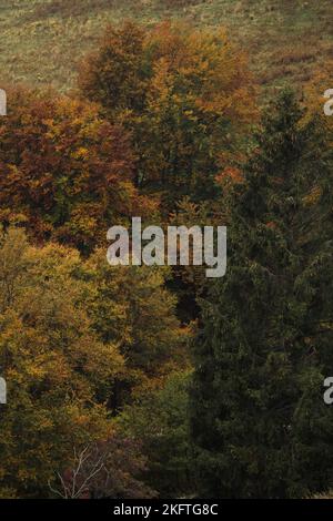 Foresta di alberi con colori autunnali Foto Stock