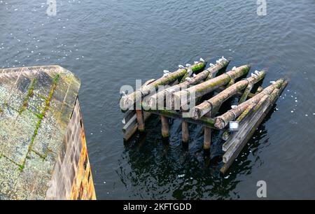 Rompighiaccio di legno sul fiume . Ponte di ghiaccio protezione al fiume Moldava a Praga Foto Stock