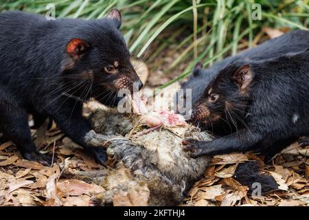 Parco naturale di Trowunna a Mole Creek, Tasmania Foto Stock