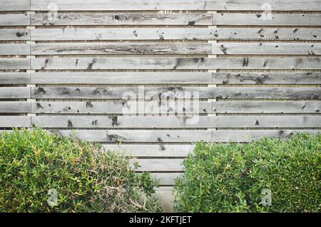 Cespugli verdi davanti a una recinzione di legno con spazio vuoto per il testo Foto Stock