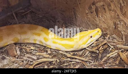 Primo piano di un pitone birmano amelanistico albino bianco e giallo in un semplice terrario con trucioli di legno Foto Stock