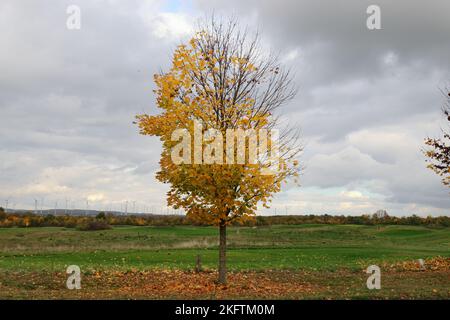 Vista grandangolare di un piccolo albero con foglie autunnali davanti ad un prato verde Foto Stock