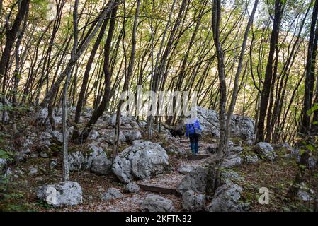 Giovane foresta con piccoli alberi e rocce nel mezzo, vicino alla cascata di Boka nella valle di Soca, Alpi Giulie in Slovenia Foto Stock