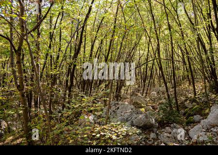 Giovane foresta con piccoli alberi e rocce nel mezzo, vicino alla cascata di Boka nella valle di Soca, Alpi Giulie in Slovenia Foto Stock