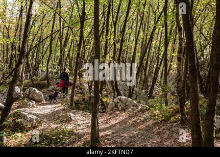 Giovane foresta con piccoli alberi e rocce nel mezzo, vicino alla cascata di Boka nella valle di Soca, Alpi Giulie in Slovenia Foto Stock