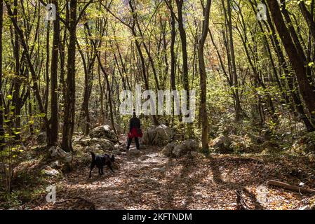 Giovane foresta con piccoli alberi e rocce nel mezzo, vicino alla cascata di Boka nella valle di Soca, Alpi Giulie in Slovenia Foto Stock