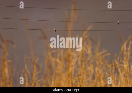 Paesaggio autunnale con erba dorata e due piccioni su fili in un cielo cupo Foto Stock