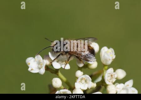 Ape muratore rossa (Osmia bicornis) con acari parassiti Chaetodactylus osmiae su fiori di Laurustinus o laurustine (viburnum tinus). Primavera, Paesi Bassi Foto Stock