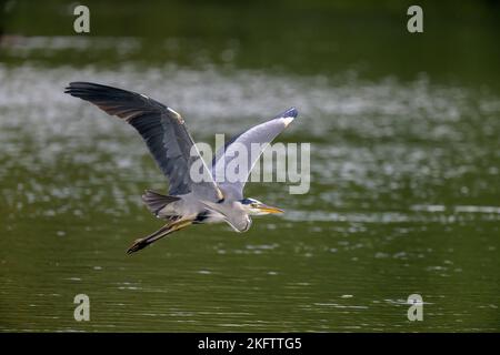 Un airone grigio (ardea cinerea) vola su un lago scuro nel Kent, Inghilterra Foto Stock