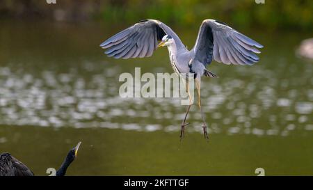 Un airone grigio compete con i cormorani per lo spazio su un pontile su un lago nel Kent Foto Stock