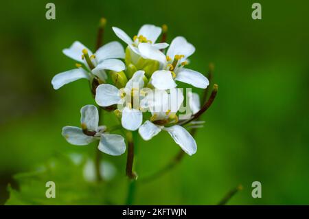 Fuoco selettivo di un fiore bianco che cresce su un gambo lungo Foto Stock