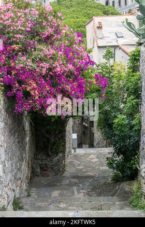 Piccola strada con una bella piante di fiori glicine a Portovenere Foto Stock