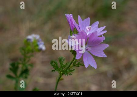 Vista in primo piano della bella rosa malva moschata aka muschio mallow fiori fiorire all'aperto su sfondo naturale prato Foto Stock