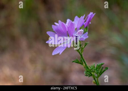 Vista in primo piano del colorato rosa malva moschata aka muschio mallow fiori fioritura isolato su sfondo naturale in campo Foto Stock