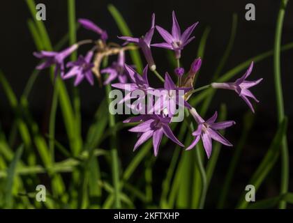 Vista in primo piano di rosa chiaro tulbagia violacea aka società aglio o rosa agapanthus fiori isolati alla luce del sole su sfondo naturale scuro Foto Stock