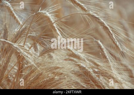 Grano. Spighe dorate di grano. Primo piano di un orecchio maturo di grano, un campo di grano in un giorno estivo. Periodo di raccolta di raccolti Foto Stock