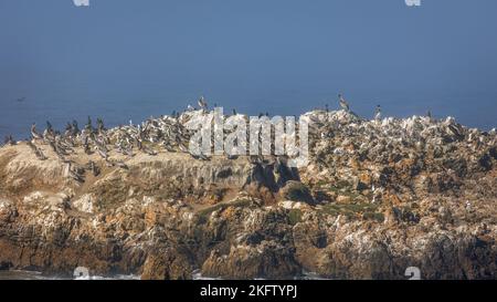 Una roccia costiera piena di pellicani marroni nell'oceano pacifico settentrionale, lungo l'autostrada 1 della California Foto Stock