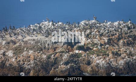 Una roccia costiera piena di pellicani marroni nell'oceano pacifico settentrionale, lungo l'autostrada 1 della California Foto Stock