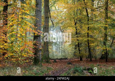 Un percorso boschivo attraverso alberi di faggio maturi in una giornata di nebbia Foto Stock