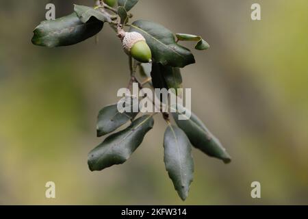 primo piano di un acorno di quercia verde Foto Stock