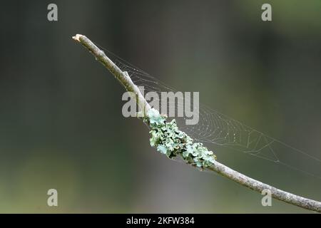 Ramoscello coperto di lichene con sfondo sfocato Foto Stock