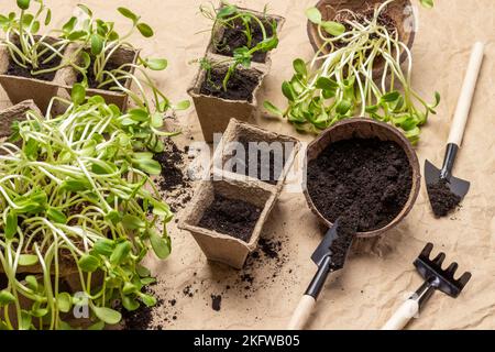 Sporchi in contenitori di carta. Piantine di girasole e piselli. Attrezzi da giardino per piantare piantine. Sfondo carta. Foto Stock