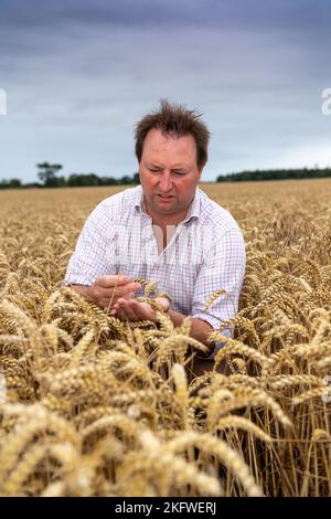 Agricoltore che controlla la crescita di un campo di grano, Northumberland, Regno Unito. Foto Stock