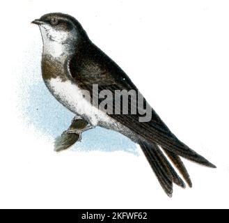 Sand Martin Riparia Riparia, (libro zoologico, 1913), Uferschwalbe Foto Stock