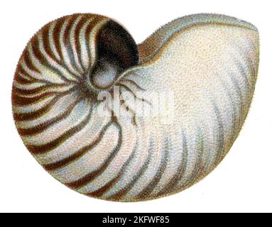 pearly nautilus Nautilus pompilius, (libro zoologico, 1913), Gemeines Perlboot Foto Stock