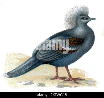 Pigeon goura cristata, (libro zoologico, 1913), Krontaube Foto Stock