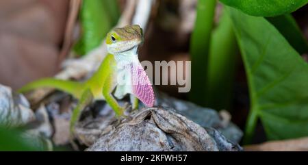 Gecko chiede un compagno nella Carolina del Nord all'aperto Foto Stock