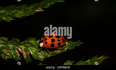 Primo piano di un coccinella asiatico isolato su una foglia verde Foto Stock