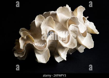 Il Fluted Giant Clam è un grande molluschi bivalvi, un abitante di mari di corallo tropicali nelle regioni dell'Indo-Pacifico. Il riscaldamento climatico e la situazione difficile Foto Stock