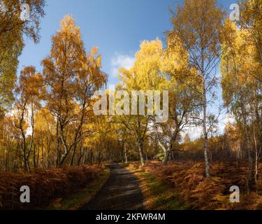 Foresta di betulla argentata (betula pendula) nei colori autunnali, Glen Feshie, Cairngorms National Park, Scozia. Foto Stock