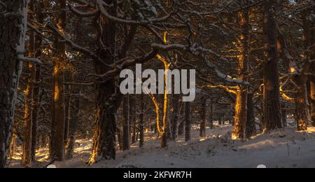 Il sole serale filtra attraverso la foresta di Glen Feshie, Cairngorms National Park, Scozia. Foto Stock