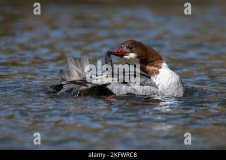 Bella femmina che predica sul fiume Foto Stock