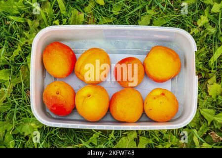 Un contenitore con albicocche appena raccolte su uno sfondo di erba verde. Frutta matura, succosa, morbida, appena raccolta in estate da un gar biologico Foto Stock