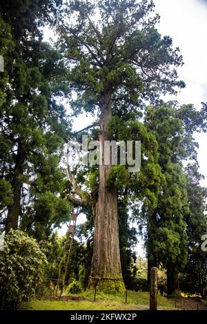 Albero sacro di Dio con corda intorno in Giappone santuario foresta da solo Foto Stock