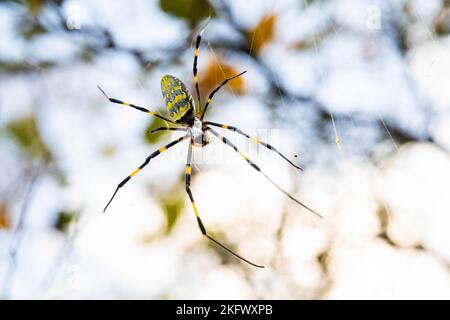 Bellissimo ragno giapponese giallo joro in primo piano Foto Stock